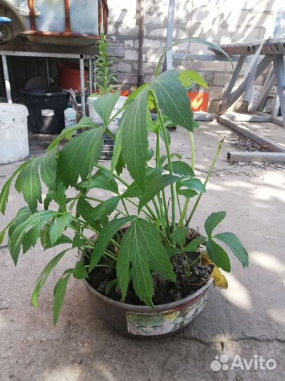 Лилии тигровые и оранжевые