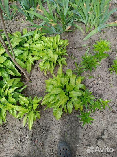 Растения для сада