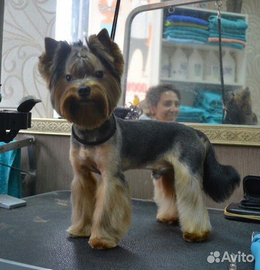 Стрижка собак и кошек