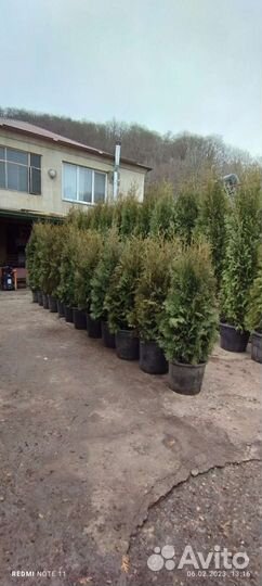 Туя колумна