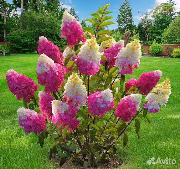 Гортензия метельчатая Фрайз Мельба