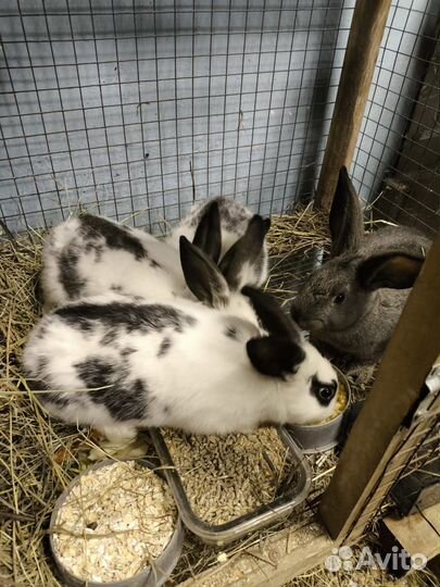 Кролики мясных пород