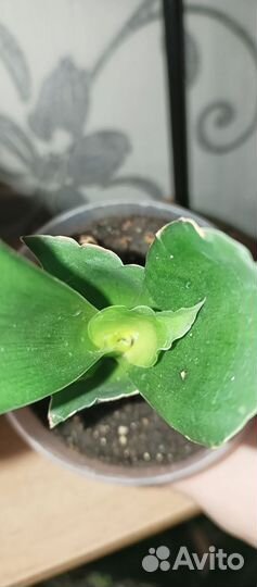 Сансевиерия стар роуз