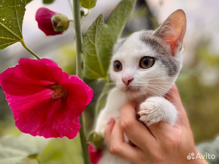 Белый котенок девочка Дэни