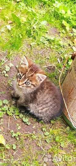 Котенок в добрые ручки. Девочка