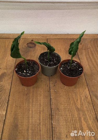 Эпипремнум годзилла