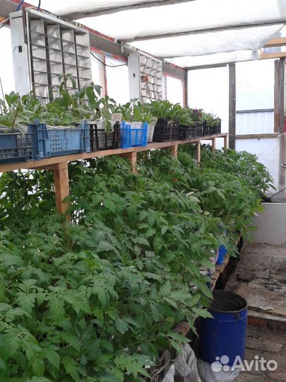 Рассада томатов