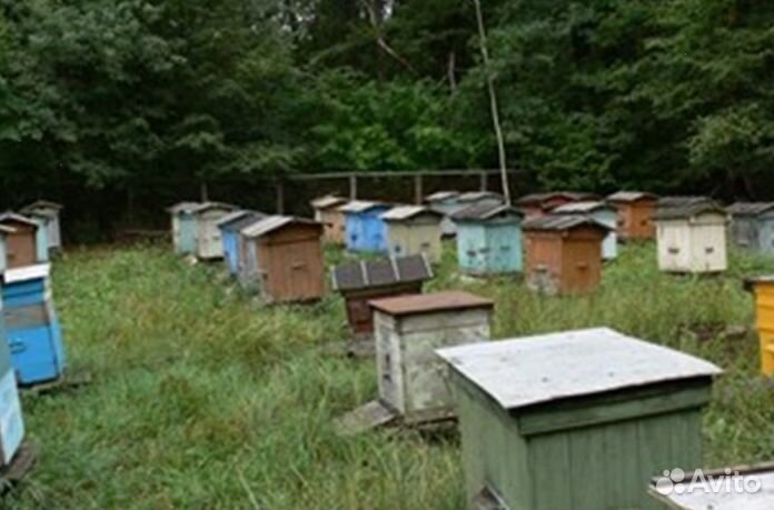 2023 года Мед натуральный опт