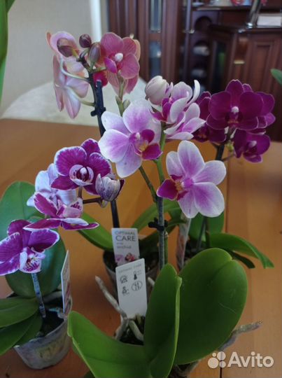 Орхидея фаленопсис мини цветут