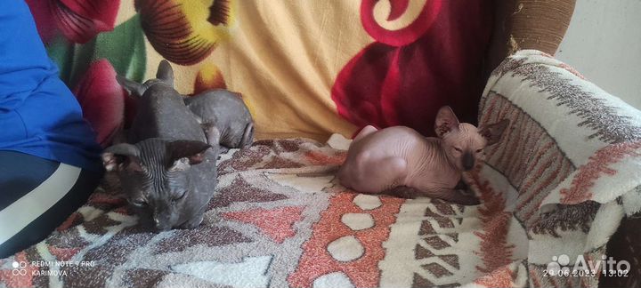 Донской сфинкс котята