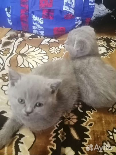 Британская кошечка