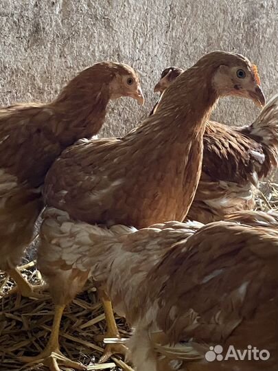Курочки ломанн браун