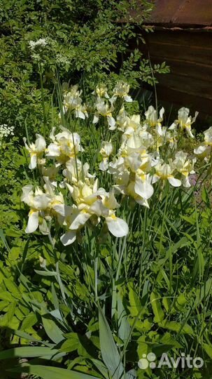 Цветы для сада