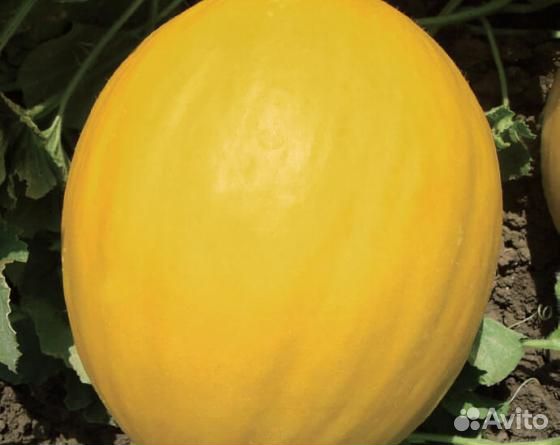 Семена Дыни 