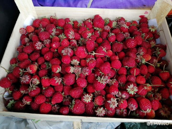 Клубника из Киргизии свежая