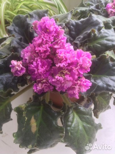 Комнатные цветы фиалки