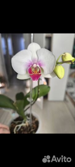 Орхидея фаленопсис