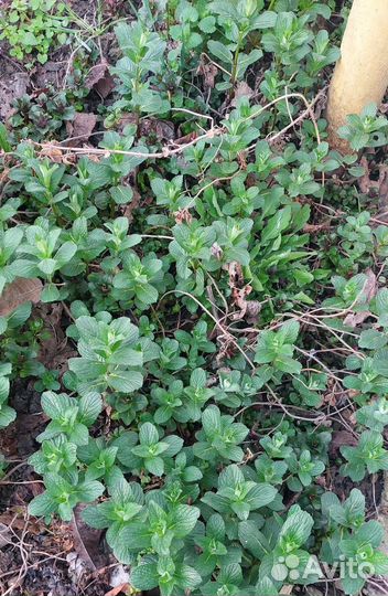 Саженцы мяты