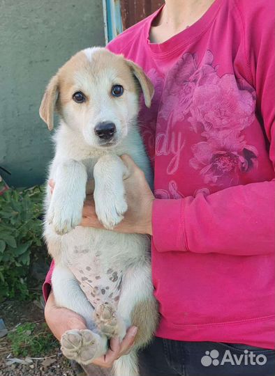 Щенки лайки помесь