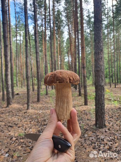 Белый гриб сушеный