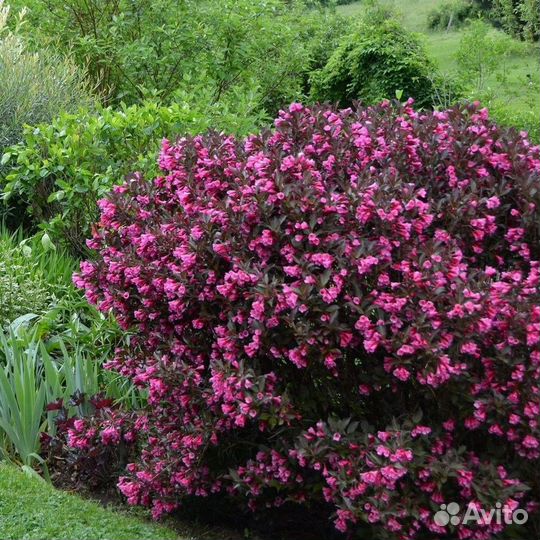 Вейгела в ассортименте