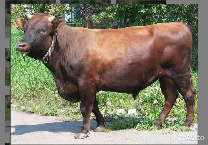 Быки на мясо