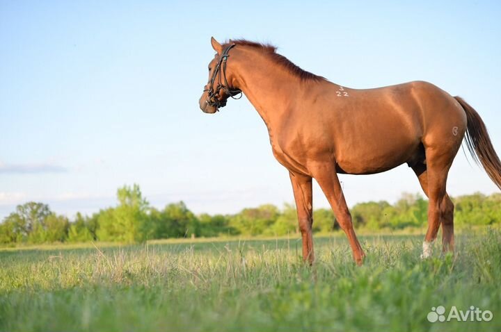 Донской жеребец