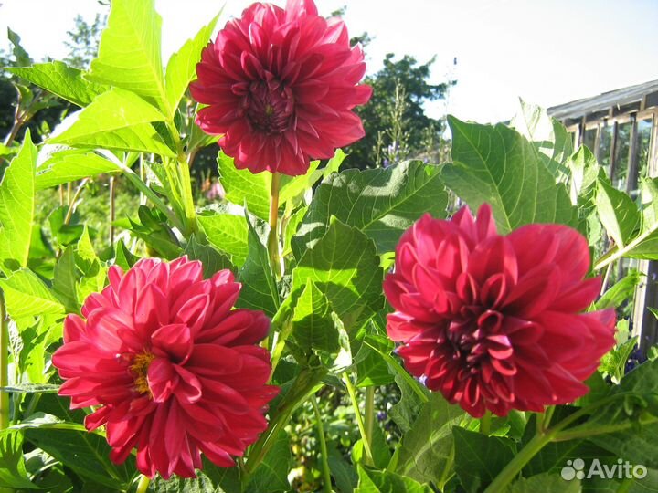 Георгины клубни