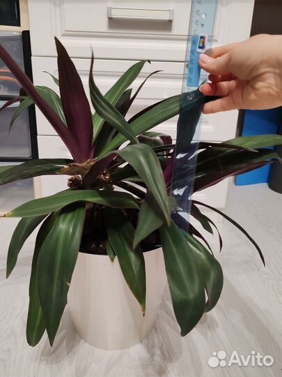 Традесканция покрывальчатая Рео