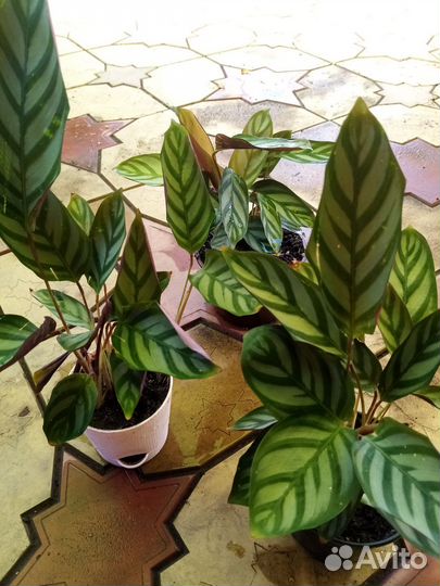 Ктенанта оппенгейма