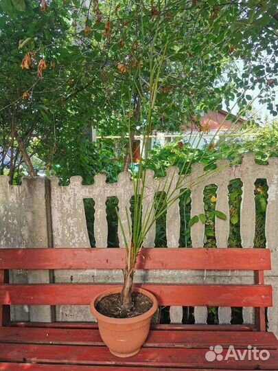 Финиковая пальма