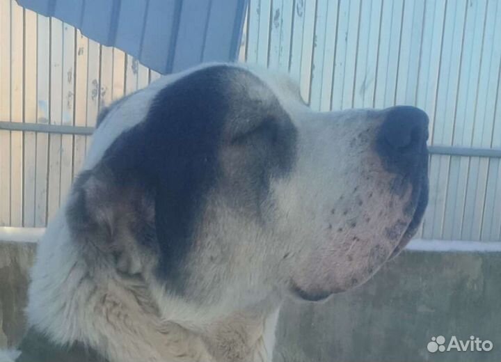 Инструктор, вязка собак натуральная и искусственно