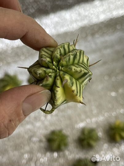 Euphorbia Meloformis Variegated