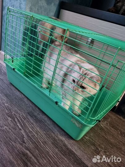 Кошка в добрые руки