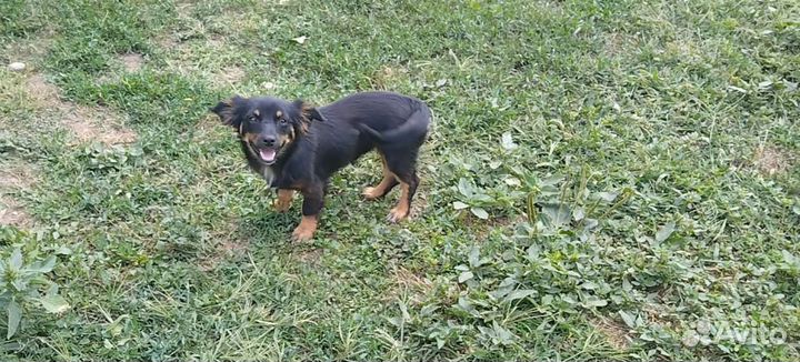 Щенок в добрые руки бесплатно