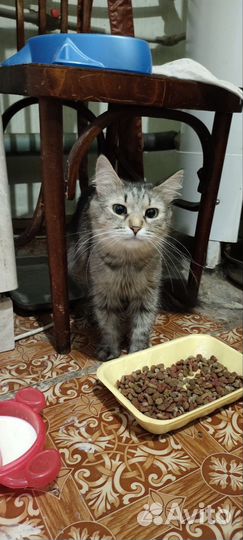 Кошечки ищут дом