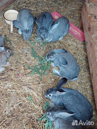 Продам кроликов