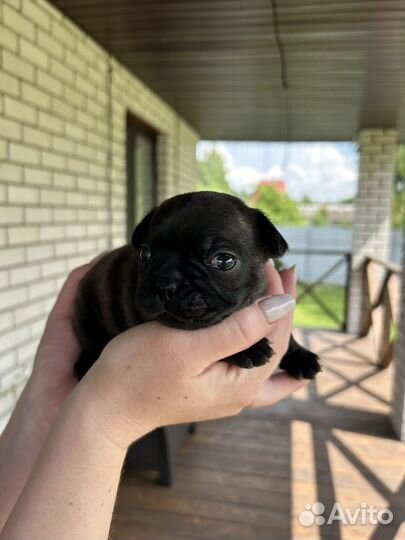Французский бульдог щенки