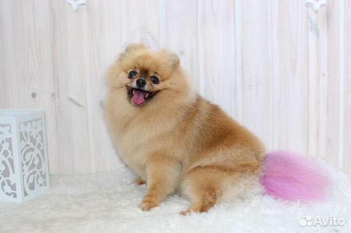 Стрижка собак и кошек