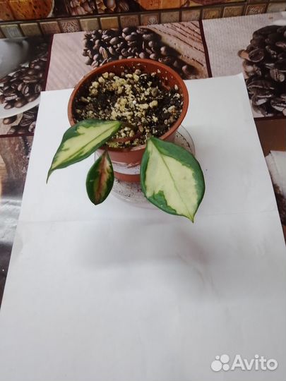 Хойя лиза, матильда и другие