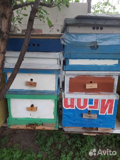 Пчелы и улья