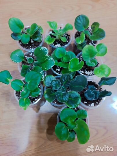 Фиалки детки