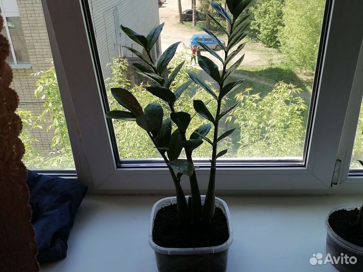 Доллоровое дерево