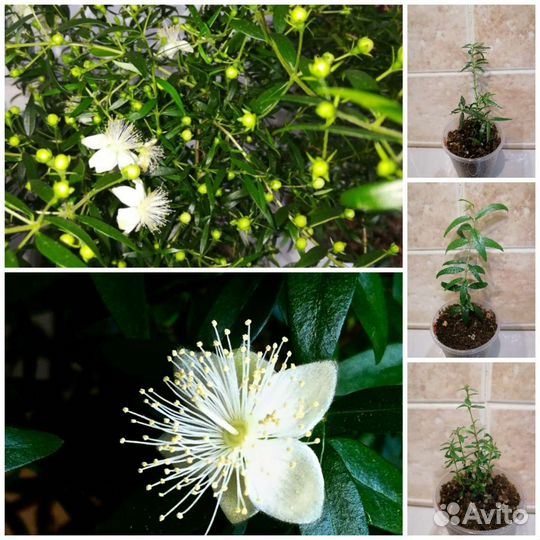 Мирт и семейство миртовых