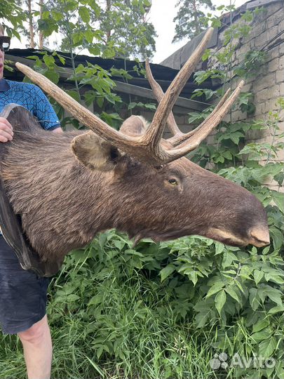 Чучело головы лося