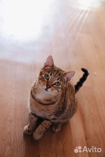 Зеленоглазая Бетти