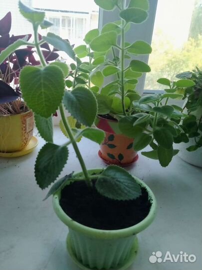 Мята домашняя