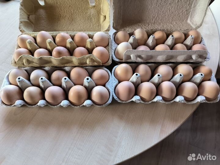Яйцо домашнее куриное+для инкубации