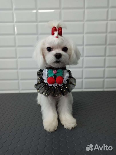 Мальтезе мини мальчик. Вязка