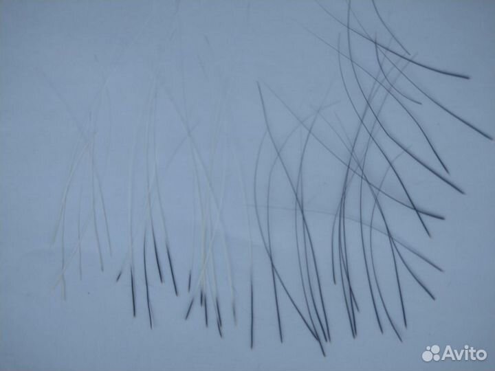 Кошачьи усы